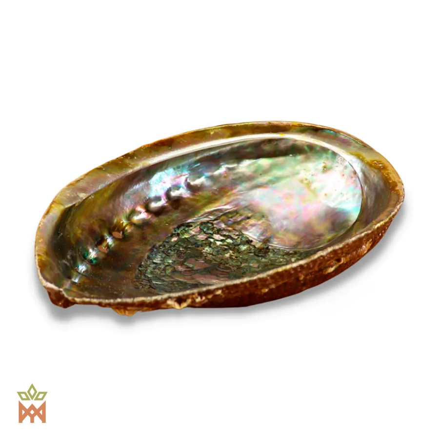 Abalone schelp